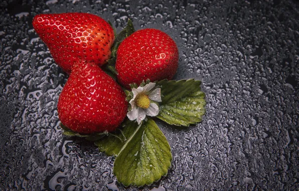 Flower, water, drops, berries, background, strawberry, leaves