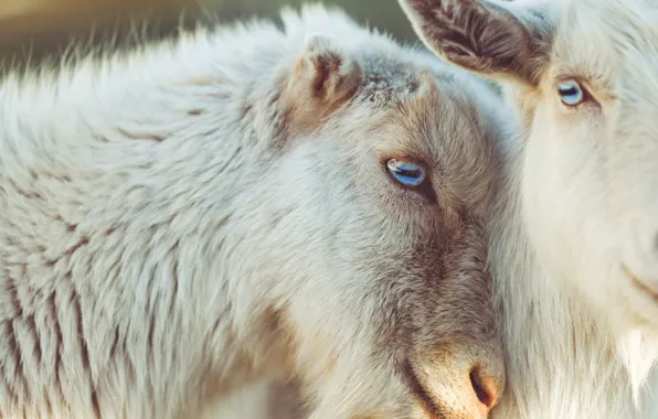Look, weasel, white, blue eyes, goat, muzzle, young, goats