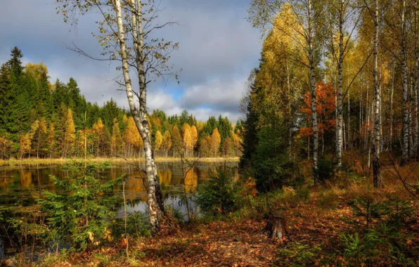 Picture autumn, forest, river, foliage
