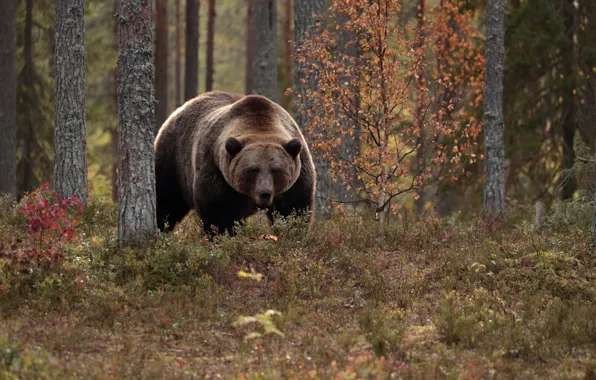 Autumn, forest, trees, bear, the Bruins