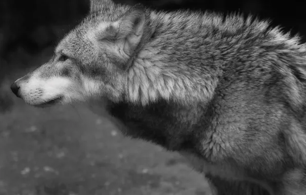 Nature, predator, animal, wolf, wildlife, portrait, portrait., Canis lupus. face