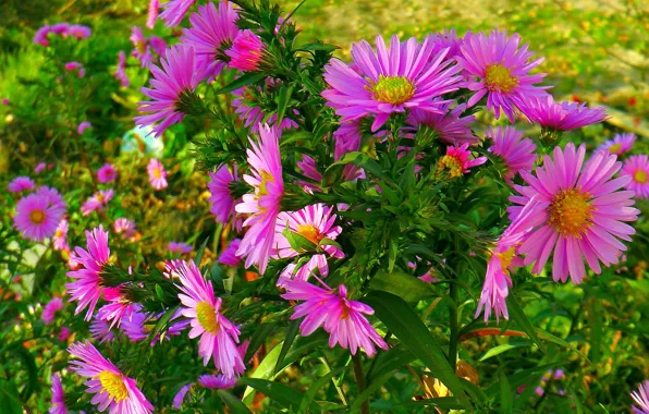 Picture flowers, beauty, Autumn bouquet