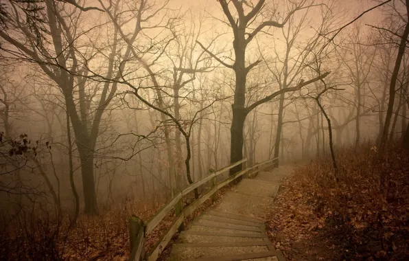 Picture autumn, fog, Park