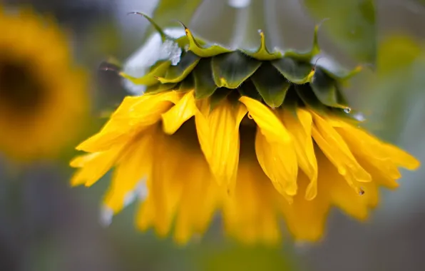 Summer, nature, sunflower