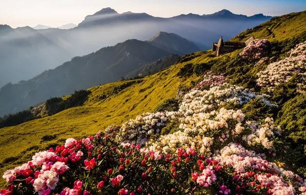 Flowers, mountains, nature, fog, hills, tops, beauty, spring