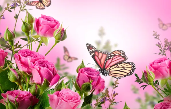Butterfly, flowers, roses, flowering, pink, blossom, flowers, beautiful