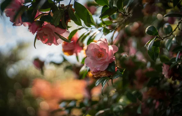 Leaves, light, flowers, branches, Bush, spring, garden, pink