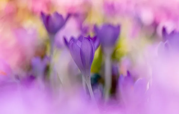 Picture flowers, background, glade, blur, spring, crocuses, buds, lilac