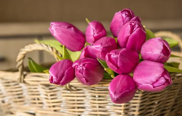 Wallpaper flowers, basket, tulips, pink, buds
