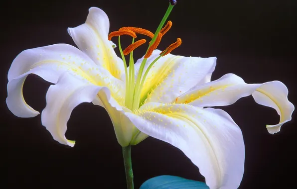 White, flower, black background, Oriental Lily