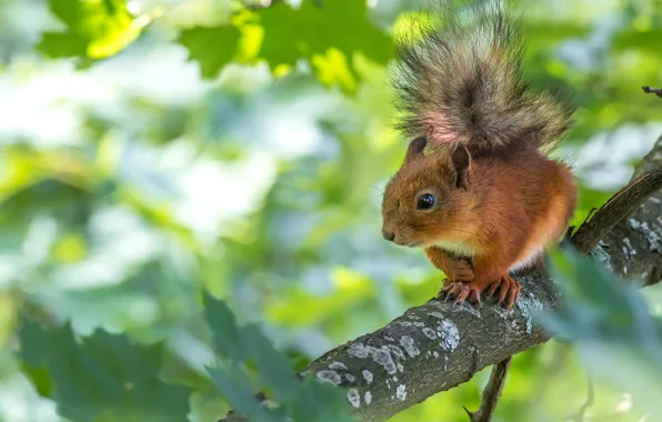 Tree, branch, protein, squirrel