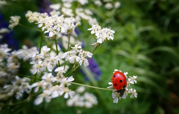 Picture summer, grass, macro, flowers, ladybug, beetle, blur, insect
