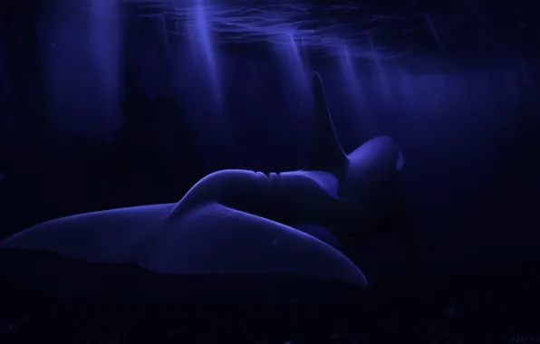 Sea, night, Dolphin, under water, by Ciorano