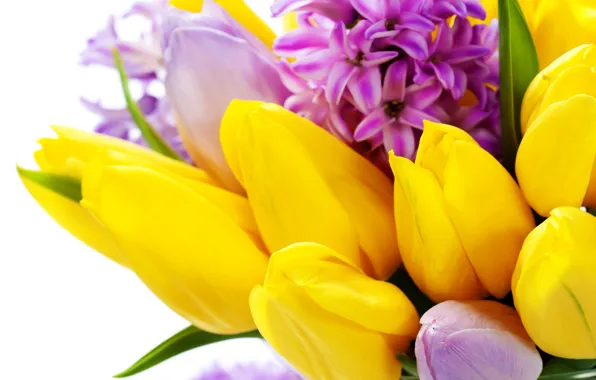 Flowers, spring, yellow, tulips, March 8, flowers, tulips, spring