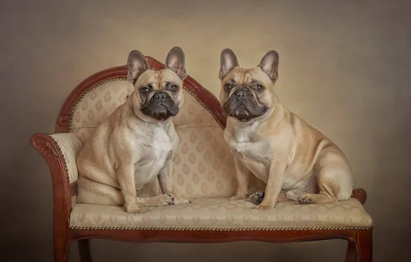 Picture a couple, two dogs, family portrait, French bulldog
