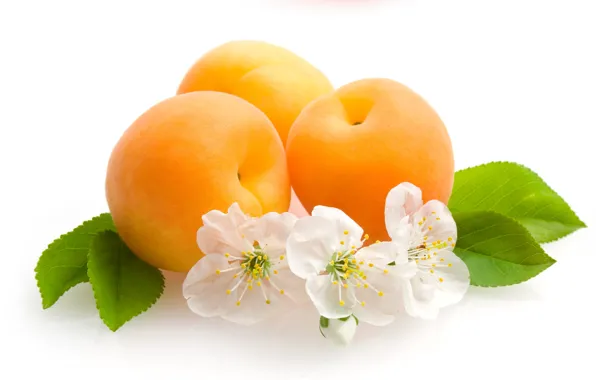 Picture flowers, fruit, leaves, apricots