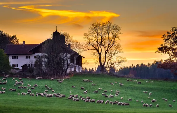 Animals, landscape, nature, house, sheep, the evening, Germany, Bayern