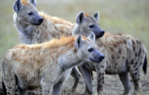 Nature, predators, hyenas