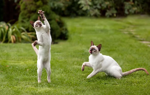 Greens, grass, lawn, cats, paws, mouse, pair, claws