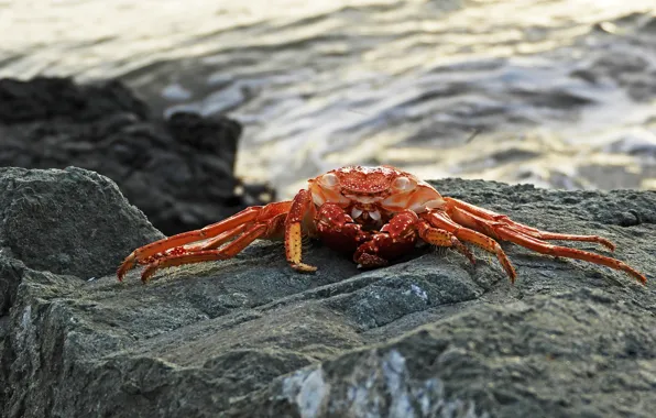 Picture sea, wave, orange, stones, background, shore, crab, crab