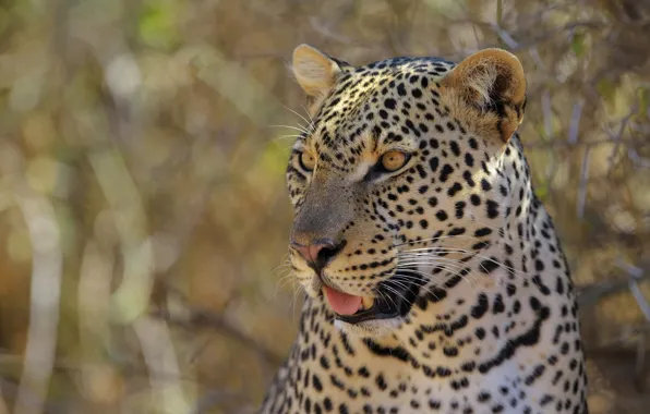 Look, face, background, portrait, leopard
