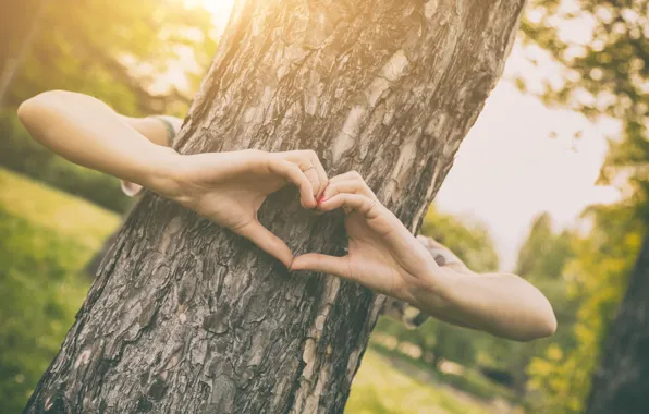 Nature, Forest, Hands, Plants, Nature, Heart, Outdoors, Forest