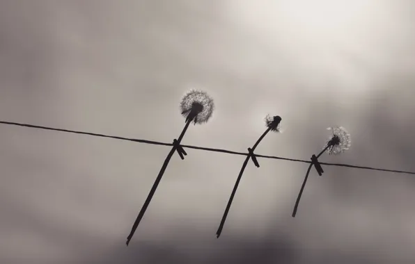 Picture the sky, background, dandelions