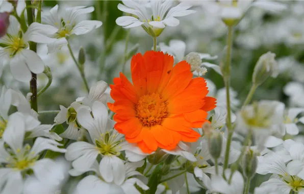 Flowers, Calendula, Cerastium, Orange flower, Orange flower