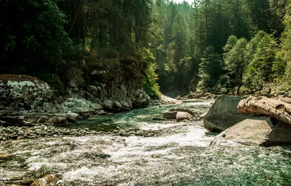 Picture forest, water, trees, nature, river, stones, Canada