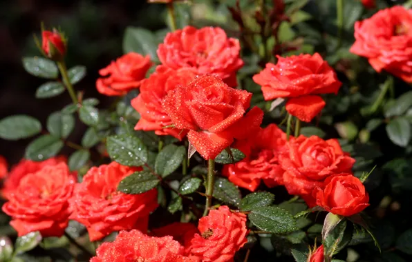 Water, drops, flowers, nature, roses