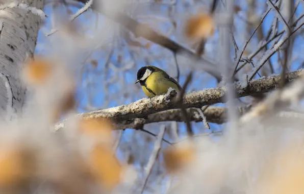 Leaves, branches, bird, spring, blur, blue background, bokeh, tit