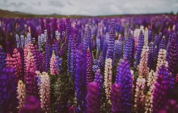 Wallpaper lupin field, purple, lupins, flowers, a lot, lilac, bokeh, field