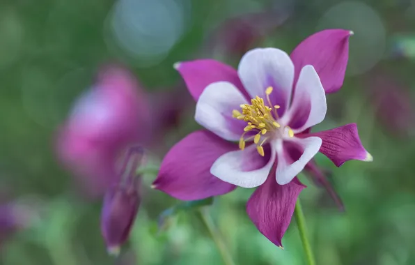 Macro, bokeh, Aquilegia, The catchment