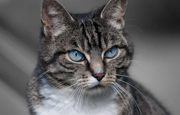 Cat, look, animal, color, ears, blue eyes