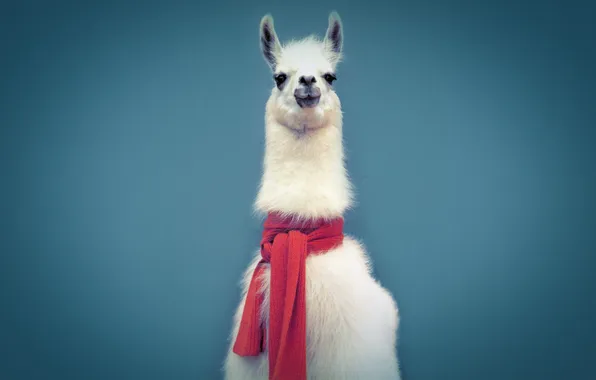 Picture blue, background, scarf, Lama