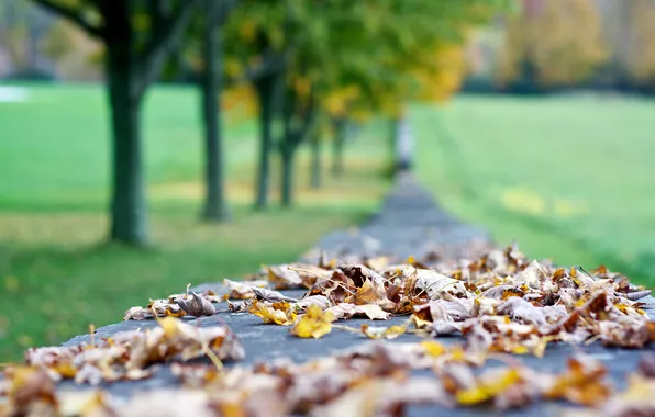 Picture autumn, leaves, macro, blur
