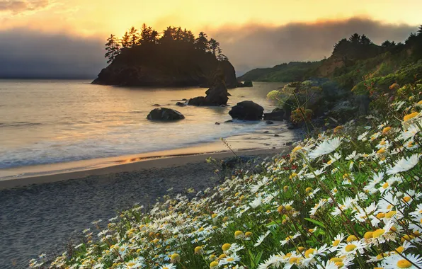 Sea, trees, sunset, shore, island, chamomile