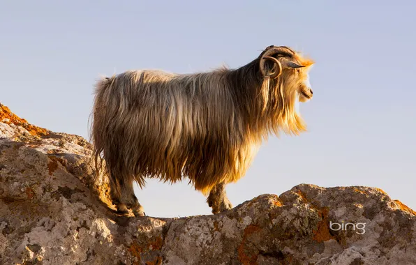 The sky, mountains, rock, island, Greece, goat, Lemnos