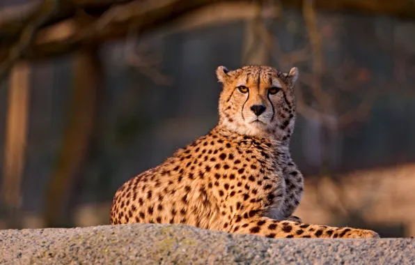 Stone, Cheetah, lies, looks, spotted