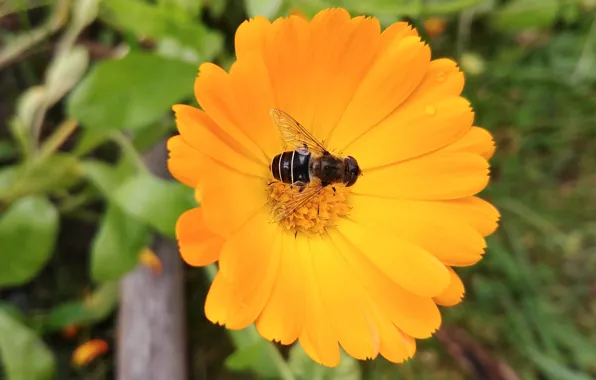 Flowers, nature, calendula, Gorzalka