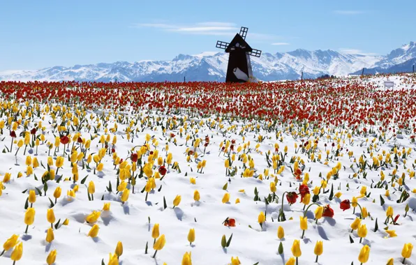 Snow, mountains, windmill, mill, China, tulips