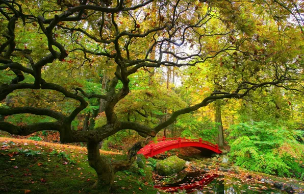 Tree, New York, Bridge