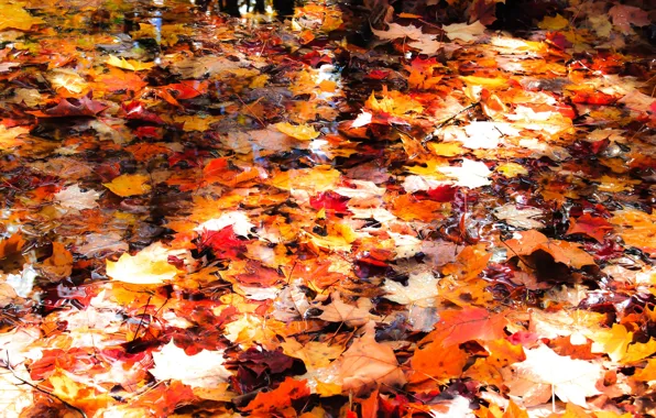 Autumn, leaves, water, light, bright, falling leaves, pond, maple