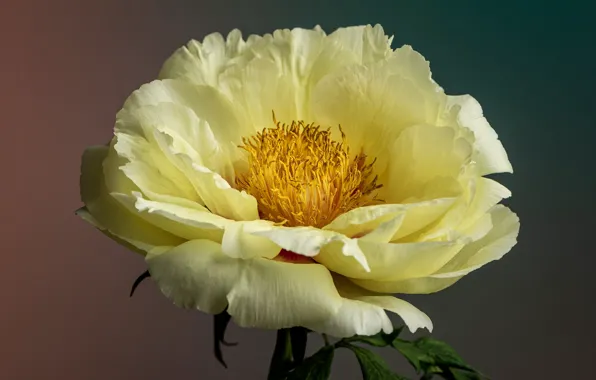 Macro, petals, cream, peony