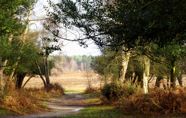 Picture field, forest, water, trees, path