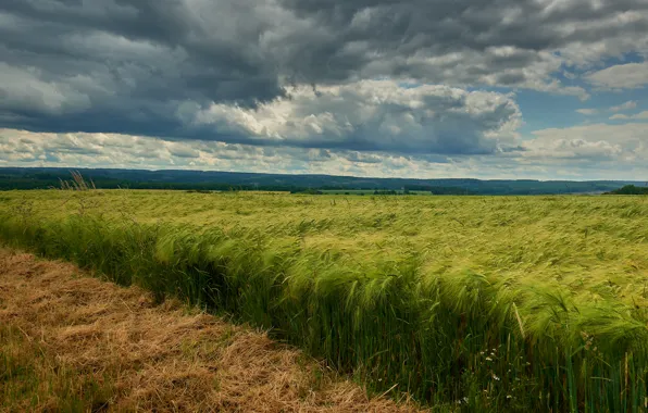Field, summer, the sky, rye, ears, cereals, rye field