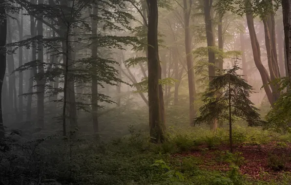 Picture forest, trees, nature, fog, morning