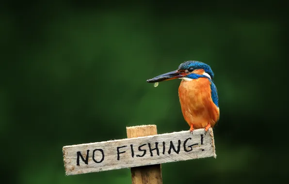 Bird, plate, kingfisher, alcedo atthis, common Kingfisher, not to fish