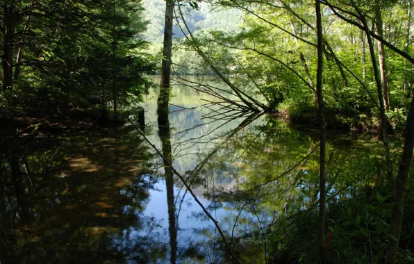 Water, Reflection, Trees, River, Leaves, Branches