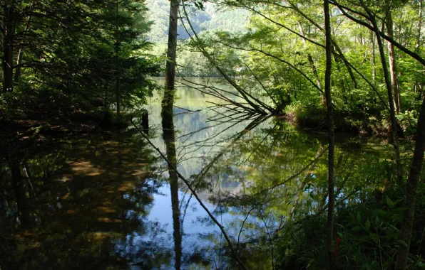 Picture Water, Reflection, Trees, River, Leaves, Branches